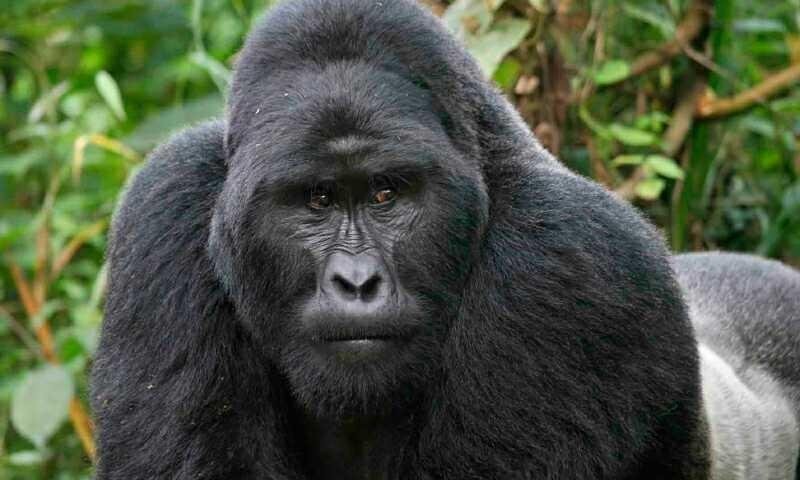 animi-sunt-excepturi-exercitationem-non