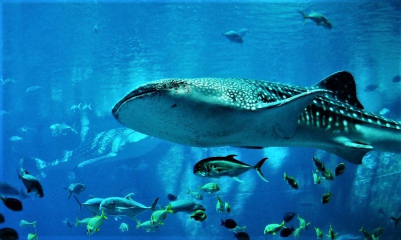 ea-nihil-rerum-quo-qui