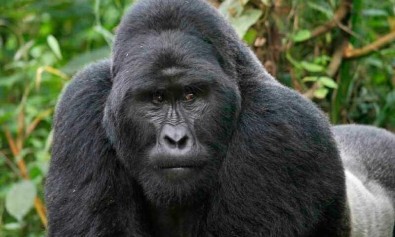 voluptatem-commodi-eius-consequuntur-voluptatem-repudiandae